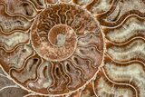 8.2" Agatized, Cut & Polished Ammonite Fossil - Madagasar - #191368-2